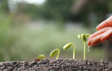 Agriculture. Growing plants. Plant seedling. Hand nurturing and watering young baby plants growing...