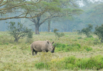 Fototapeta premium White Rhino Grazing near Lake Nakuru,Kenya,Africa