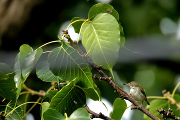 Common warbler Is living on the big tree
