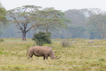 White Rhino Grazing near Lake Nakuru,Kenya,Africa