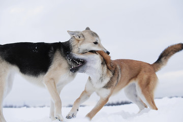 Two mongrel dogs fighting over a snow backgroung