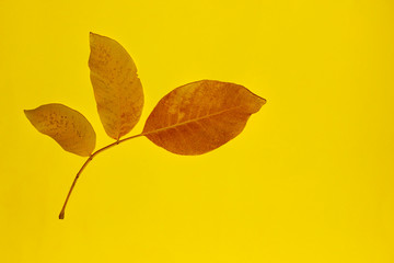 Two yellow leaves over dark background. Abstract nature background. 