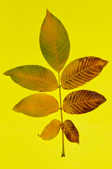 Two yellow leaves over dark background. Abstract nature background. 