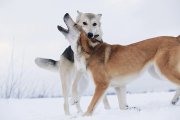 Two mongrel dogs fighting over a snow backgroung