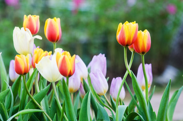 Yellow Tulip flowers