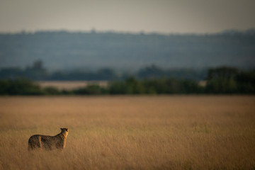Cheetah scans savannah towards line of trees