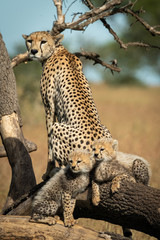 Cheetah sits beside two cubs on fallen branches