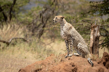 Cheetah sits by acacias on termite mound