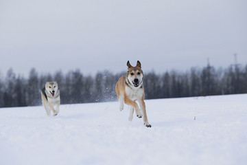 View at two dogs playing and running to each other in a meadow.