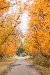 Obraz premium walk in the autumn park with yellow leaves on the trees