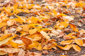 walk in the autumn park with yellow leaves on the trees