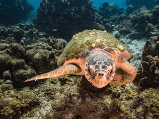 Loggerhead Sea Turtle in coral reef of the Caribbean Sea around Curacao