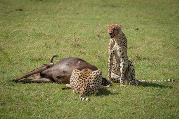 Cheetah sits guarding wildebeest as another feeds