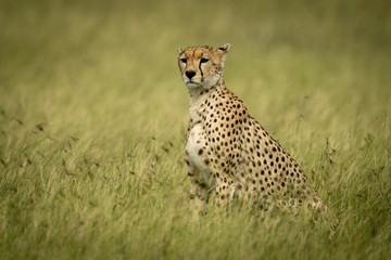 Cheetah sits in long grass facing left