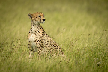 Cheetah sits in long grass turning head