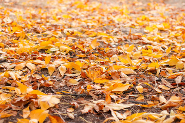 walk in the autumn park with yellow leaves on the trees