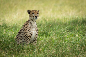 Cheetah sits in long grass in shade