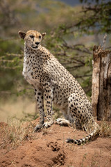 Cheetah sits in sun on termite mound
