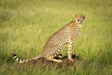 Cheetah sits in sunshine on termite mound
