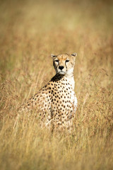 Cheetah sits in tall grass looking round