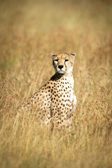 Cheetah sits in tall grass looking round