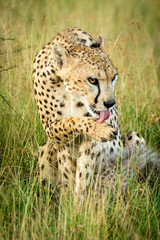 Cheetah sits licking paw in long grass