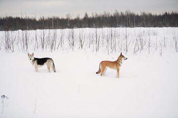 Two beautiful mongrel dogs standing on field winter season