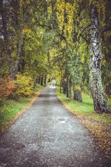 Asphalt road through a birch alley on a cloudy day in autumn