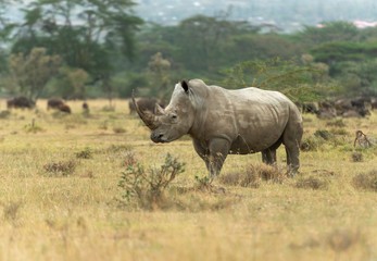Obraz premium White Rhino Grazing near Lake Nakuru,Kenya,Africa
