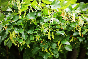 Big branch and fruits of linden fruits with leaves