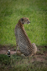 Cheetah sits on dirt patch looking back