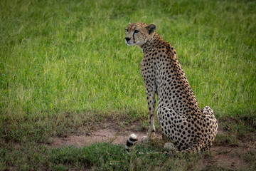 Cheetah sits on dirt patch in grassland
