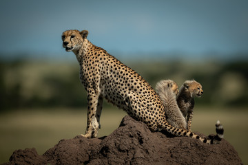 Cheetah sits on mound with cubs behind