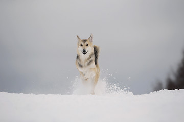 Cute mixed breed dog in snowy winter. Dog running and having fun in the snow