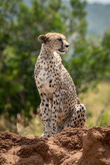 Cheetah sits on termite mound among trees