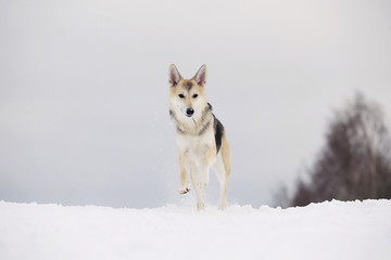 Cute mixed breed dog in snowy winter. Dog running and having fun in the snow