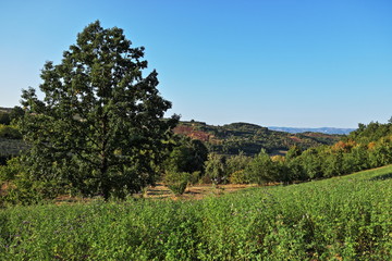 Fototapeta na wymiar Big green tree on a meadow, with hills behind.