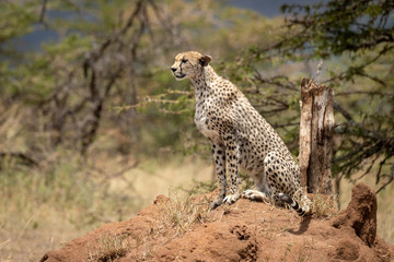 Cheetah sits on termite mound in sun