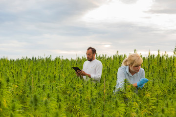 Two people observing CBD hemp plants on marijuana field and writing results in tablet