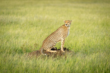 Cheetah sits on termite mound in grass