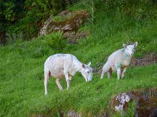Fototapeta premium mountain landscape with sheep on pasture