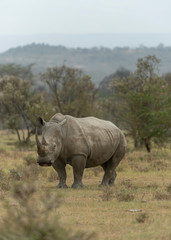 Obraz premium White Rhino Grazing near Lake Nakuru,Kenya,Africa