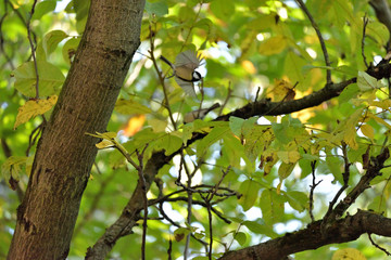 Fototapeta premium Great tit (Parus Major) at the Branch. Somwhere in Poland.