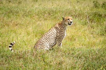 Cheetah sits turning head in long grass