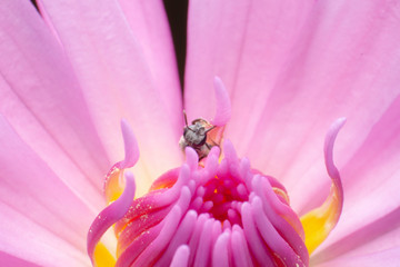 Close up of a pink lotus and Bee inside