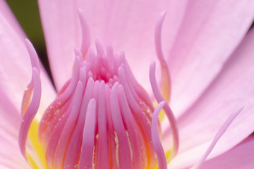Close up of a pink lotus