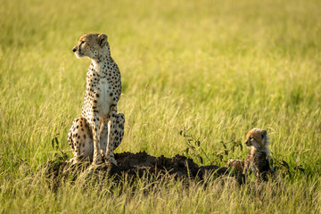 Cheetah sitting on termite mound with cubs
