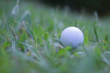 White Golf ball on green grass