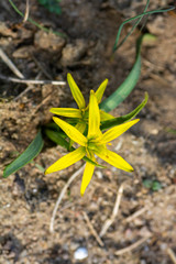 Gagea lutea