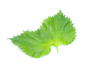 sesame leaves or perilla leaf isolated on white background